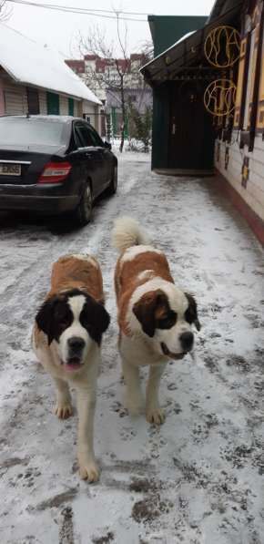 Щенки сенбернара в фото 13