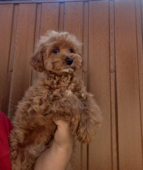 Maltipoo. Boy в 