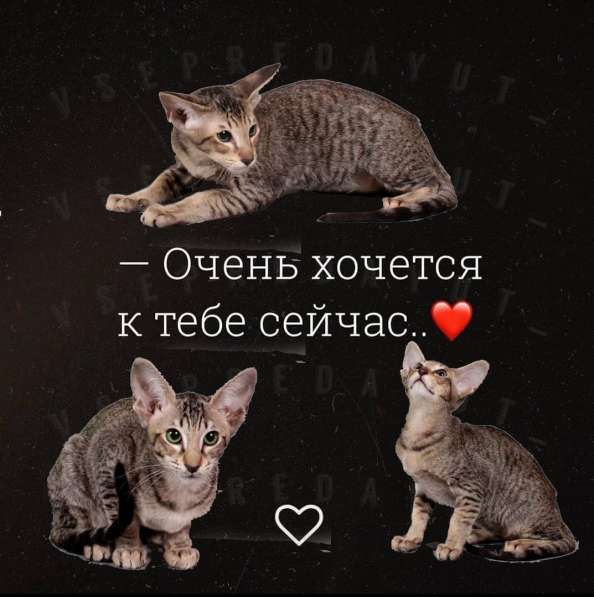 Ориентальные котята в Москве фото 17