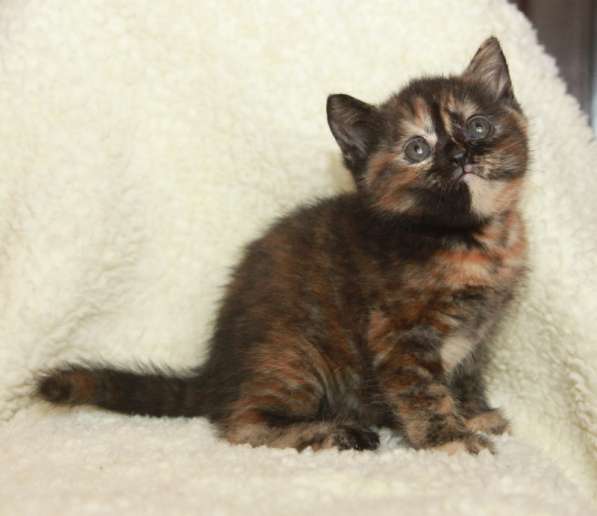 Скотиш страйт черапаховая в Москве фото 3