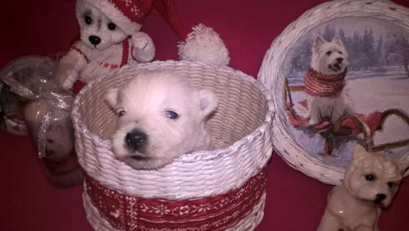 Продажа щенков в Москве фото 8