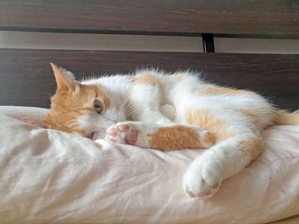 Ласковое солнышко Боня,домашний диванный котик в добрые руки в Москве фото 6