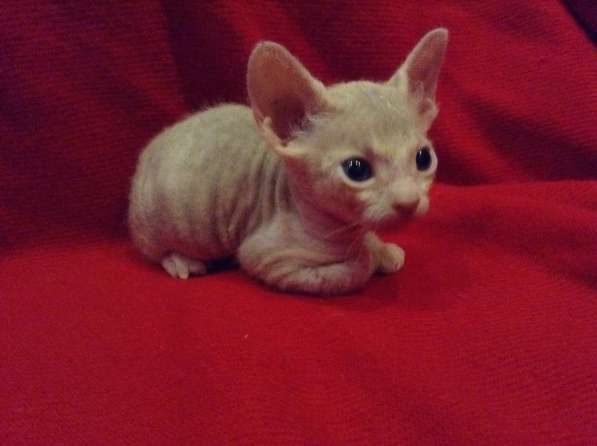 Донской сфинкс котята в Ярославле фото 11
