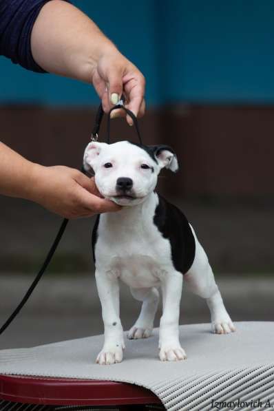 Продажа стаффбуля в Калининграде фото 11