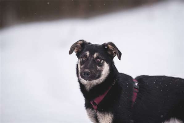 Добрый парень Роберт в добрые руки в Москве фото 15