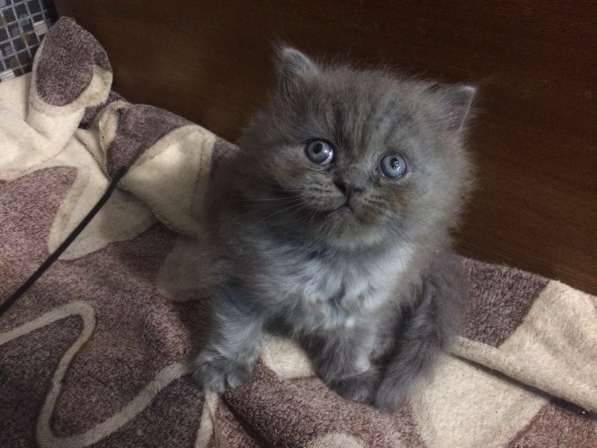 Котята в Тосно фото 10