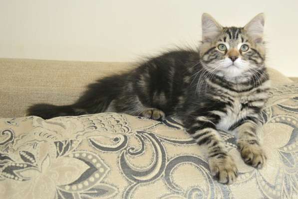 Сибиряки питомник в Казани фото 6