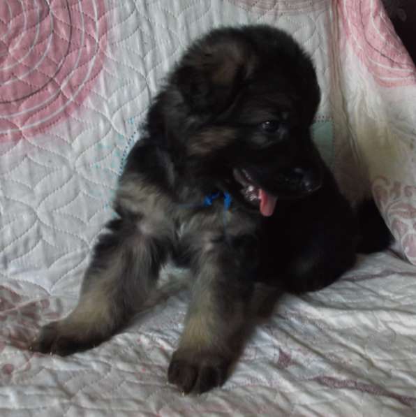 Продам щенков Д/Ш немецкой овчарки в Абакане фото 16