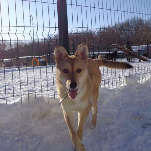 Веселая, озорная Эри ищет семью в Москве фото 16