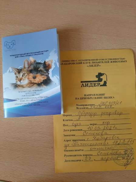 Срочно продам щенка лабродор в Комсомольске-на-Амуре фото 4