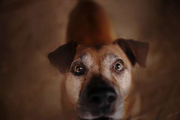 Воспитанный Бисмарк ищет семью в Москве фото 13