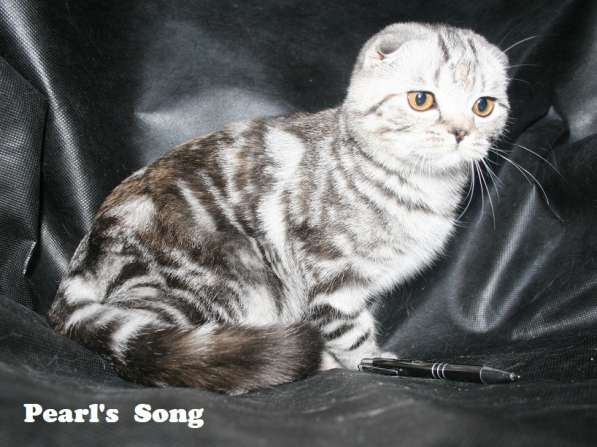 Шотландские котята ШОУ класса эксклюзивных мраморных окрасов