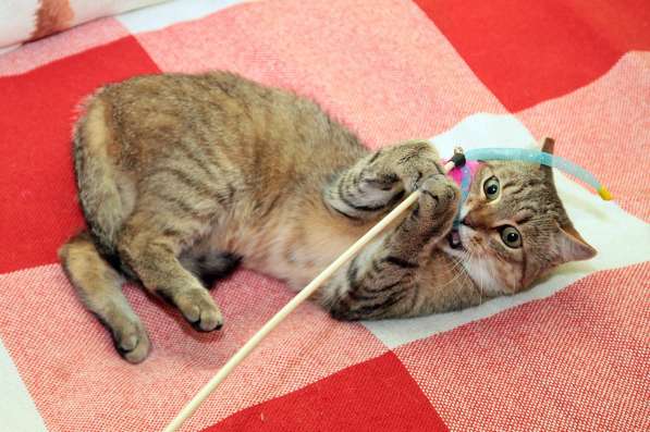 Ласковый мурлыка в Санкт-Петербурге фото 18