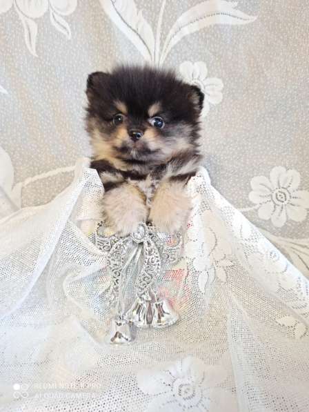 Щенки немецкого шпица в Дзержинске фото 10