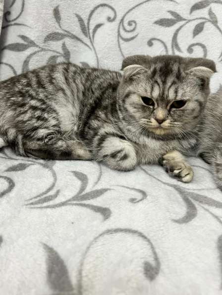 Британские Шотландские Котята в фото 5