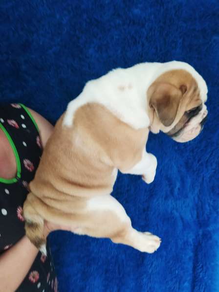 Englische Bulldogge в фото 7