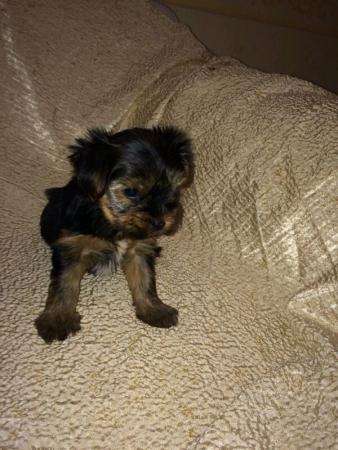 Щенки Йорки в Москве