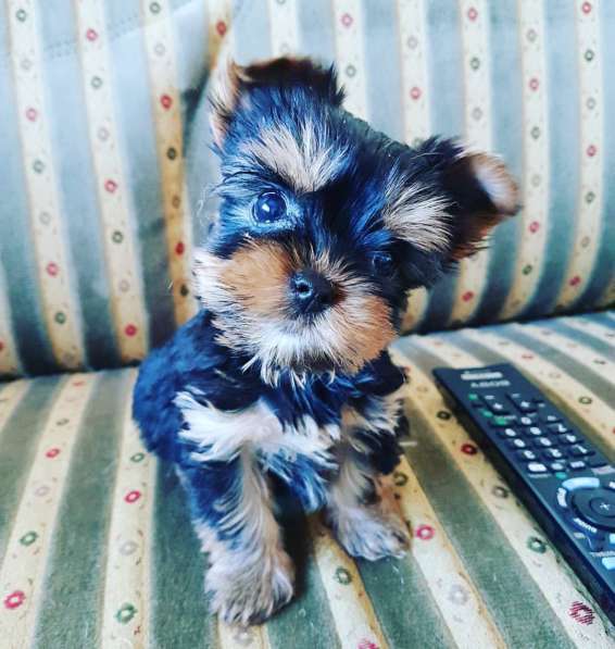 Щенки Йоркширского терьера в Санкт-Петербурге фото 3