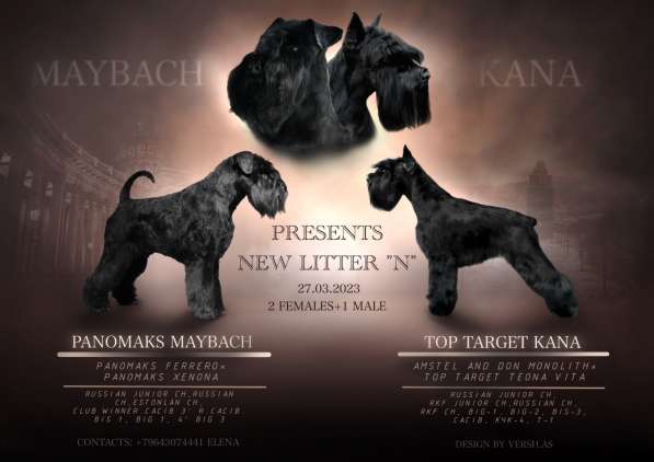 Щенок чёрного цвергшнауцера в Мурманске