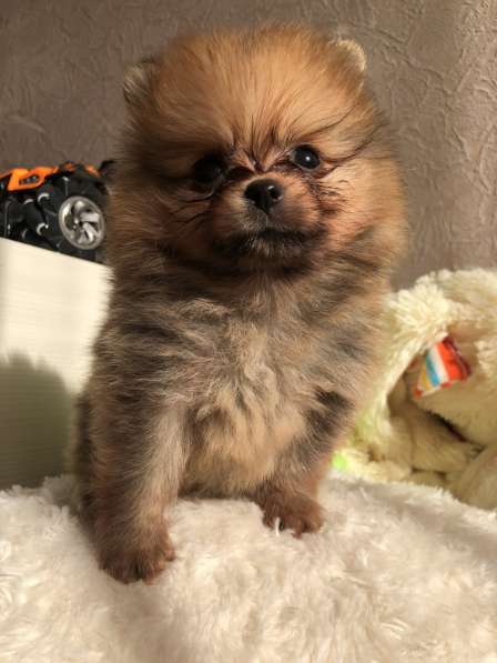 Продаются щенки шпица в фото 22