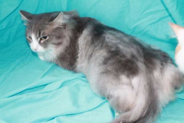 Кашемировый Серый. Ласковый котик в дар в Москве фото 3