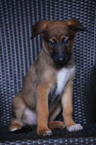 Щенки Малинуа в Москве фото 5