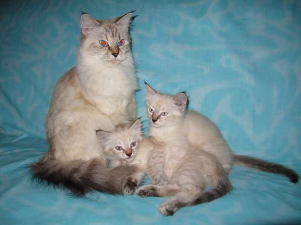 Тайские котята в Краснодаре фото 3
