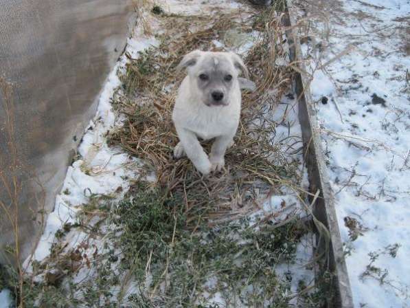 Отдам щенков для охраны частного дома, Возраст 2 мес, Вырастут среднего размера, Кабели в Новосибирске фото 4