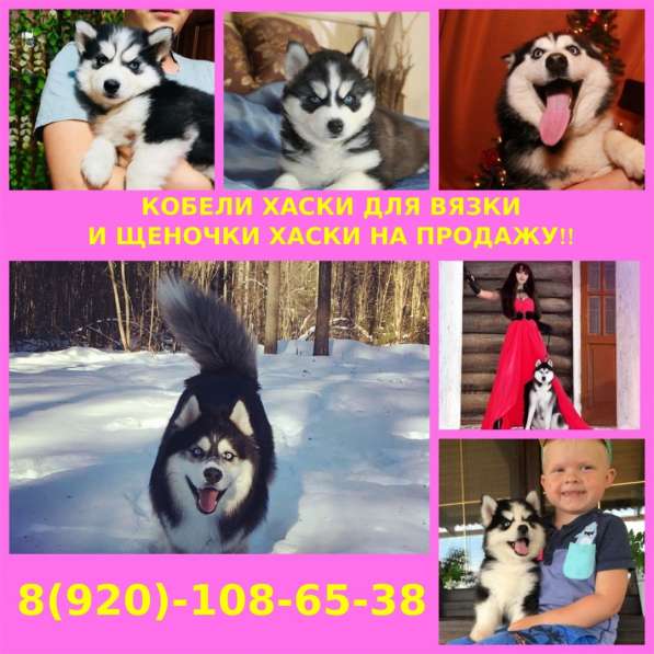 Кобели хаски на вязку