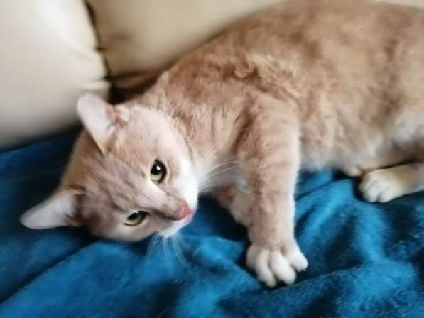 Плюшевый котик Морис в поисках своей семьи в Москве