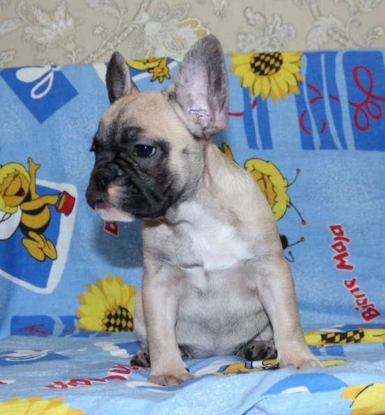 Щенки Французского бульдога питомник в Челябинске фото 4
