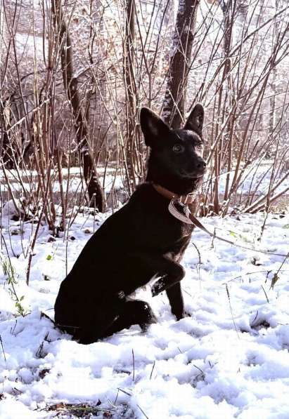 Миниатюрная, робкая девочка Мила в добрые руки! в Москве фото 6