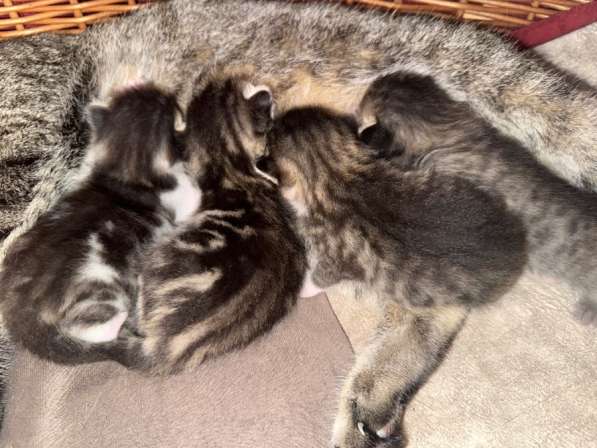 Котята в Краснодаре фото 4