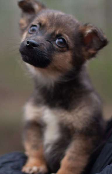 Крохи-щенки — вырастут маленькими в Москве фото 6