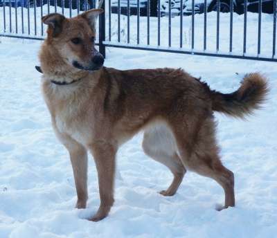 Отдам даром Ищет дом молодая девочка Стелла в Санкт-Петербурге