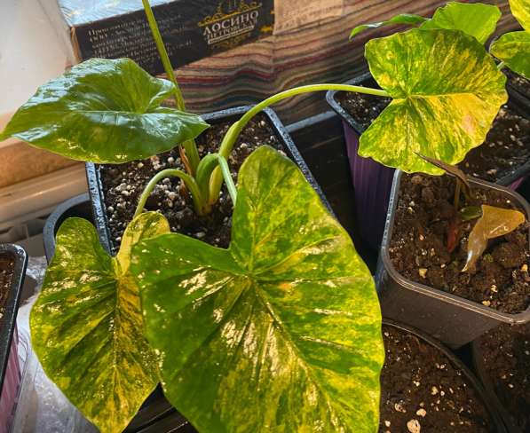 Алоказия Гагаена Аурея Вариегатная