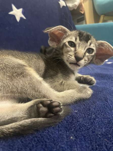 Ориентальные котята