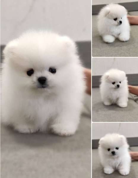 Щенки померанского шпица