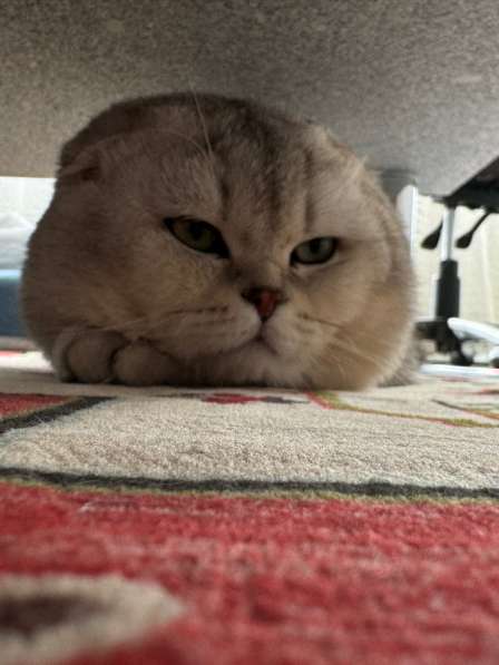 Кот хорошей породы в фото 9