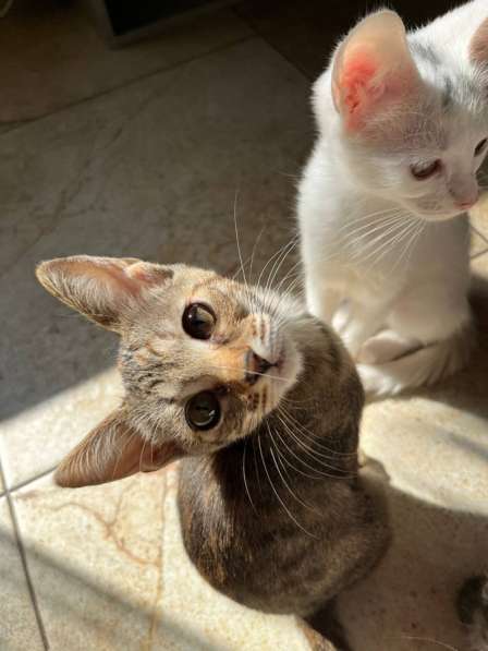 Котята бесплатно в Раменское