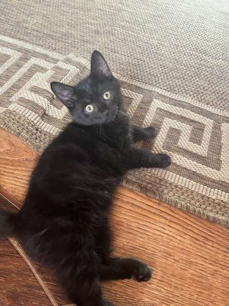 Котята в Белово фото 5