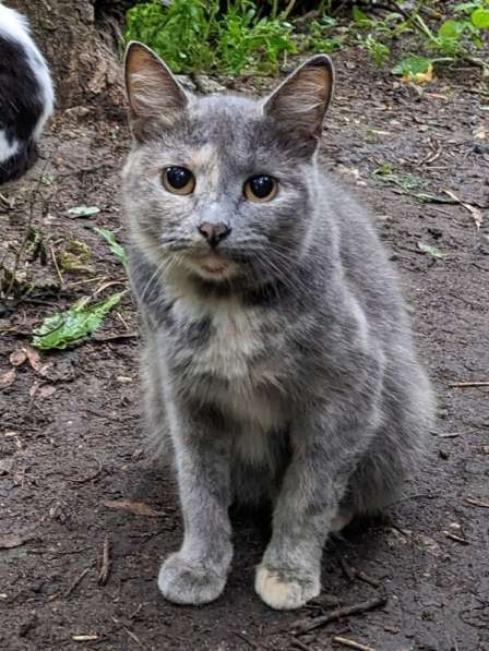 Трехцветная кошечка погибает на улице