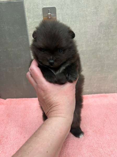 Шпиц, щенок померанского шпица в