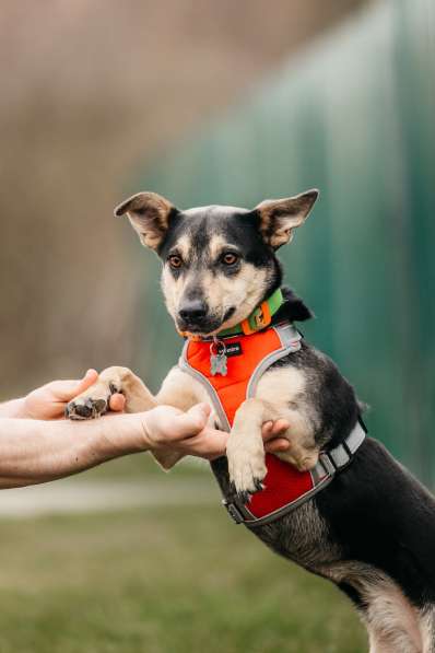 Маленькая собачка Дора в дар в Москве фото 3