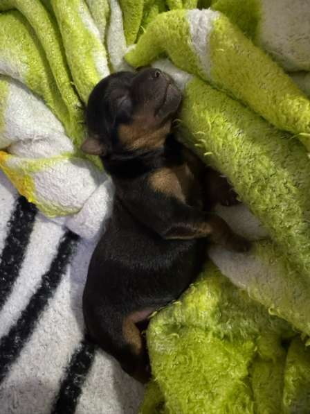 Продаю щенков йоркширский терьер в Волгограде фото 4