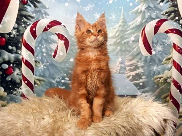 Котята в фото 10