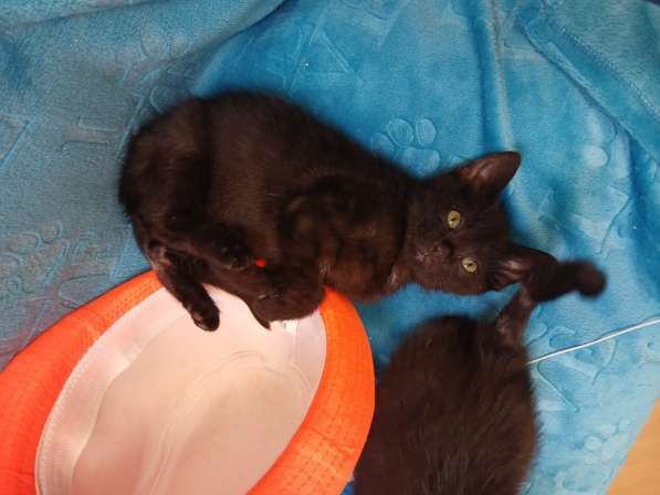 Черный игривый котёнок ищет дом в Санкт-Петербурге фото 8