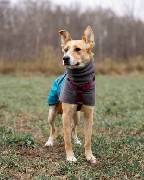 Лили ищет дом! в Москве фото 3