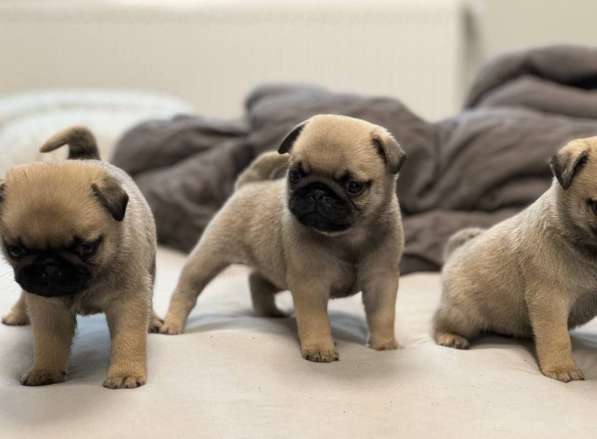 Щеночки мопса в Москве фото 4