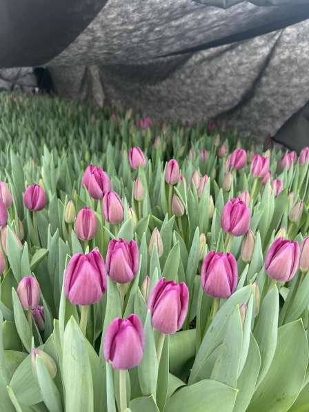 Купить тюльпаны к 8 марта оптом в Мелитополе в фото 3